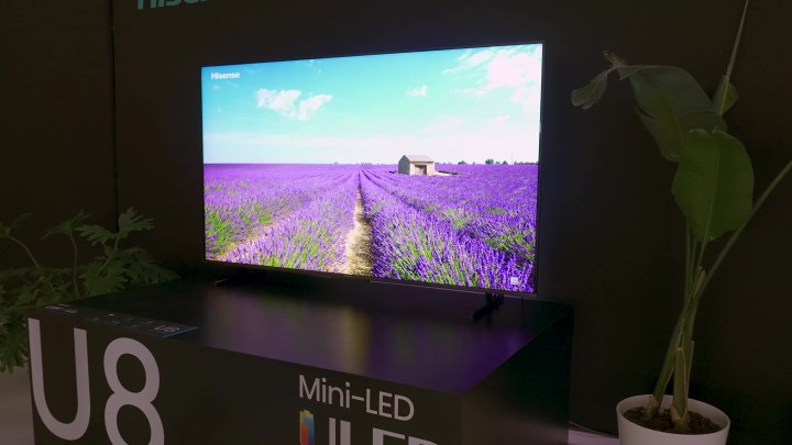A lavender field shown on a Hisense U8K.