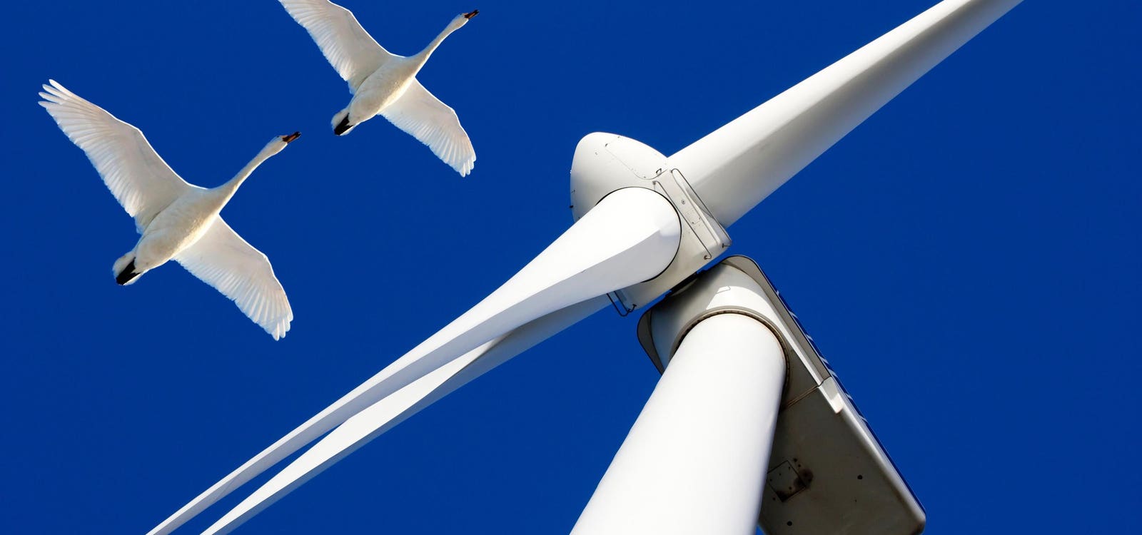 Science Offers A New Way To Save Birds From The Jaws Of Wind Turbines