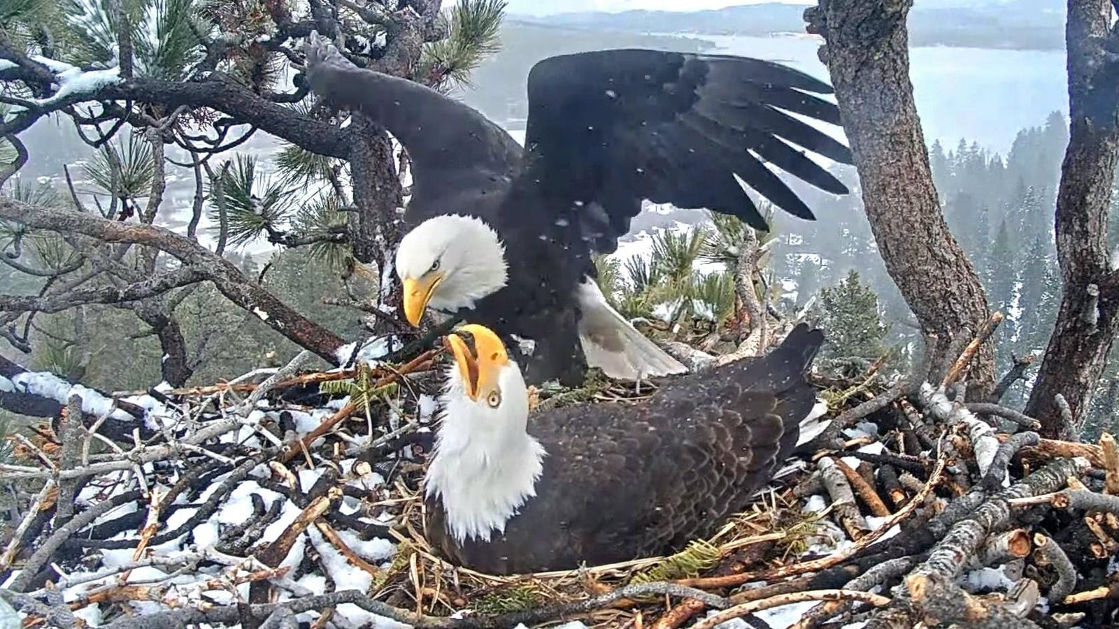 Hope Fades As Celebrity Bald Eagle Eggs Unlikely To Hatch