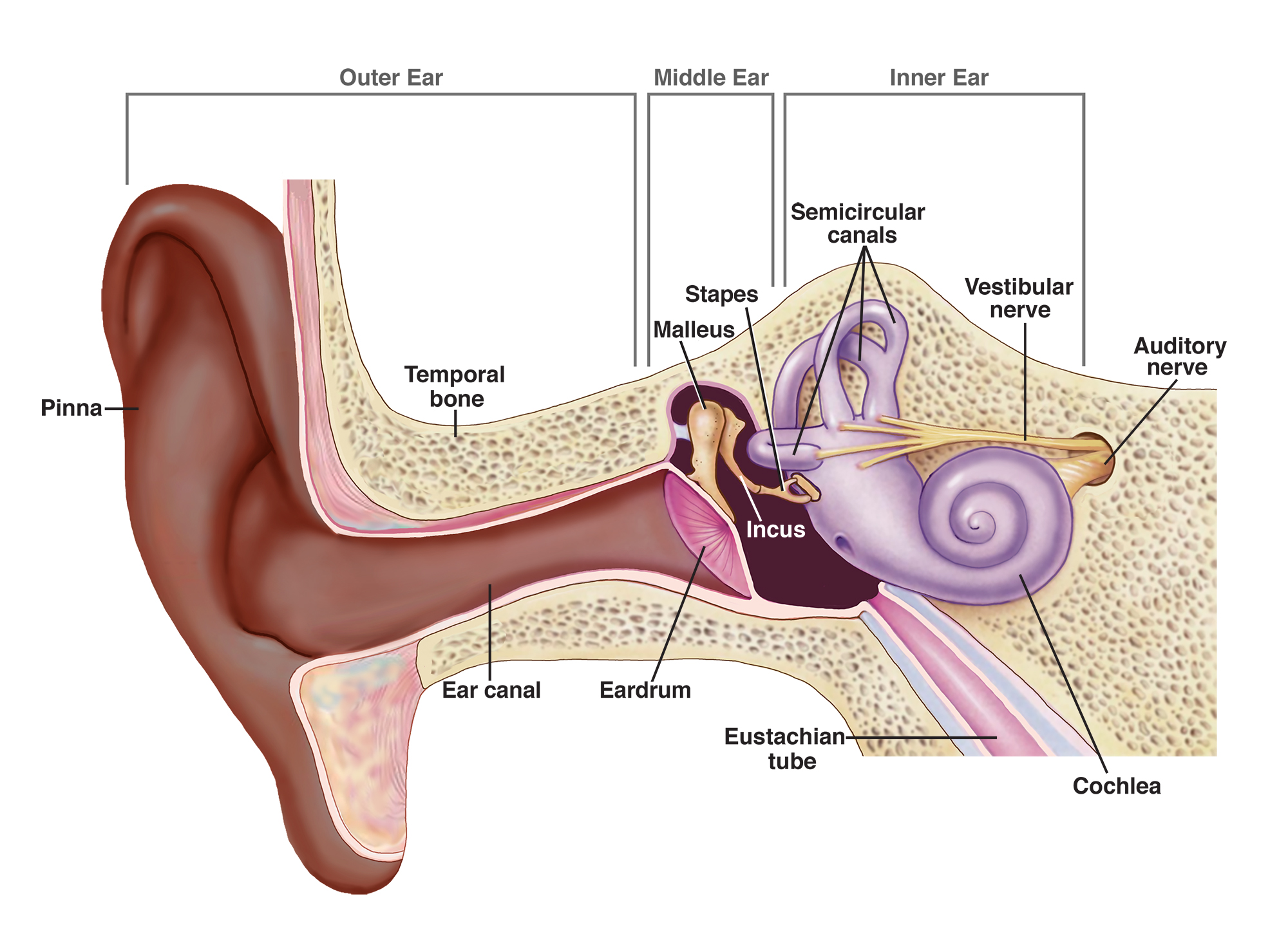 Noise-Induced Hearing Loss (NIHL) | NIDCD